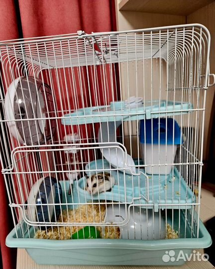 Джунгарский хомяк с клеткой