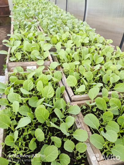 Рассада капусты