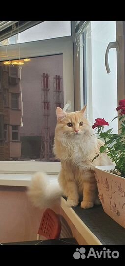 Коты для вязки