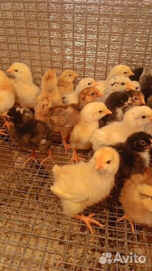 Цыплята суточные подрощенные домашние