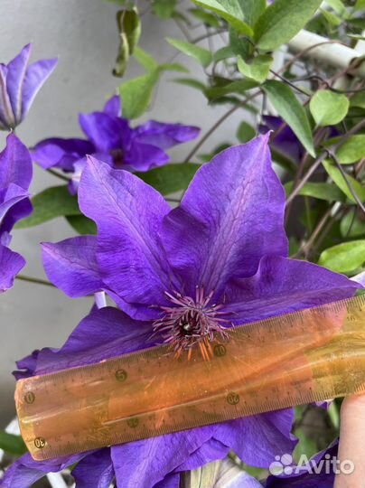 Цветы. Климатисы