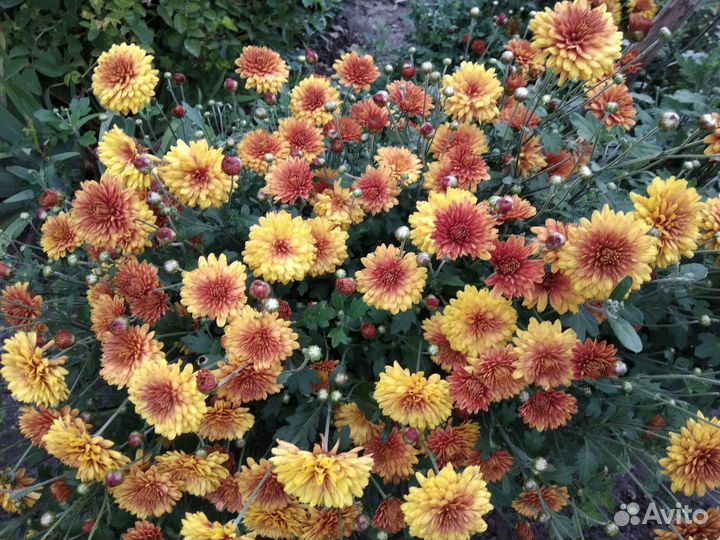 Хризантема