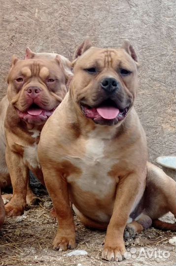 Амбулли- кобель и щенки под резерв