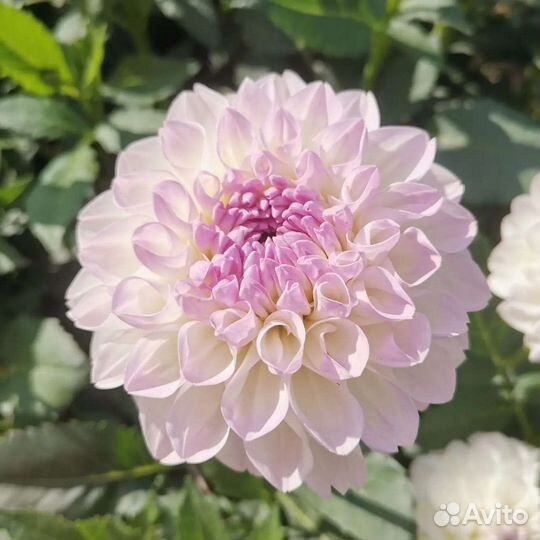 Георгины клубни. Деленка. сорт Эвелин