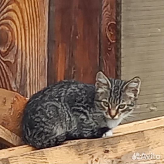 Котята ищут дом