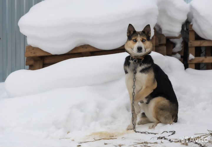 Отдам в добрые руки