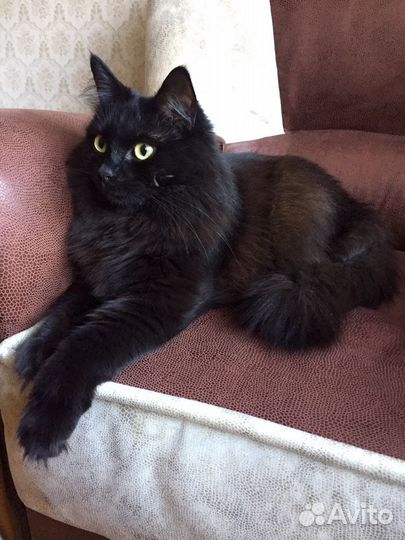 Передержка домашних кошек, с 22 октября