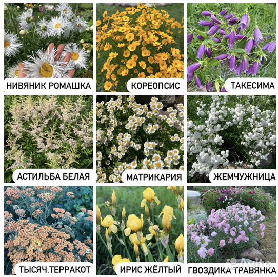 Многолетние цветы