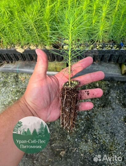 Зкс и окс Сосна Ель Лиственница сеянцы Голуб горн