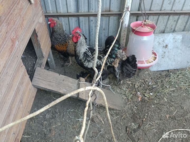 Петух пол года