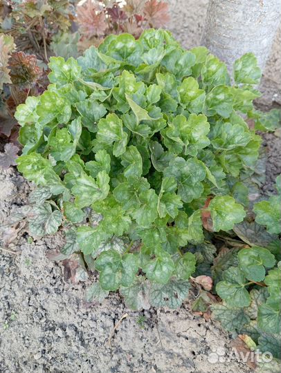 Гейхера, 3-х летняя