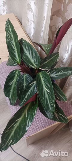 Строманта меджик стар