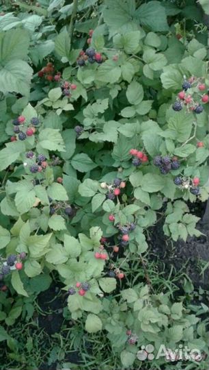 Малина чёрная 