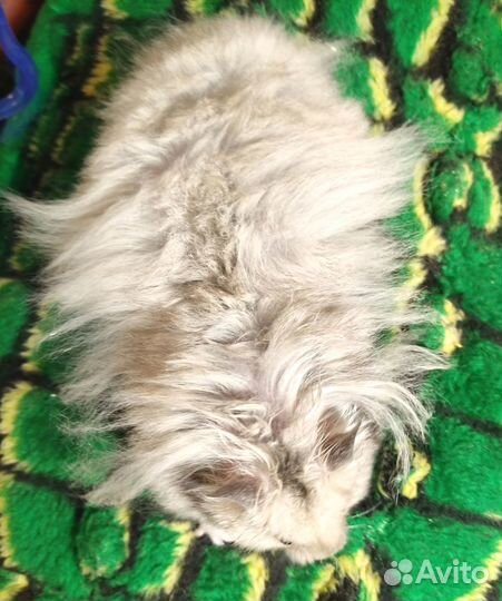 Хомяки ангорские длинношёрстные королевские