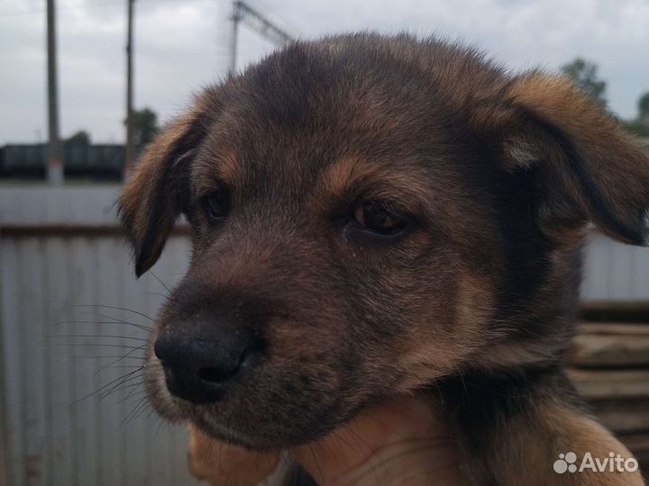 Щенков в добрые руки