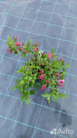 Вейгела Бристол Руби