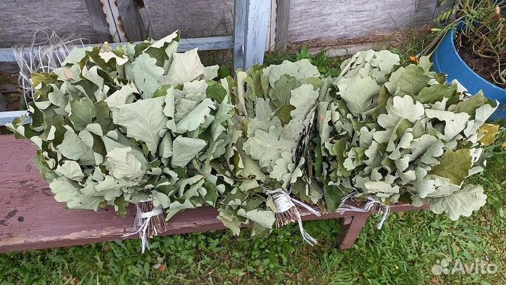 Дубовые веники для бани