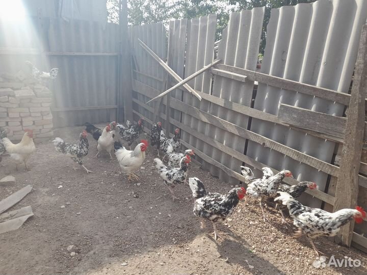 Молодые домашние петушки