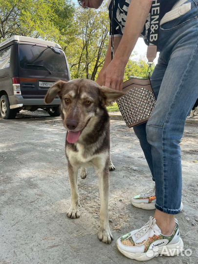 Собака ищет дом