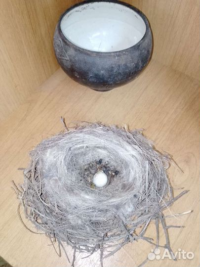 Гнездо дикой птицы