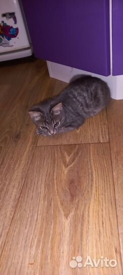Котик бесплатно