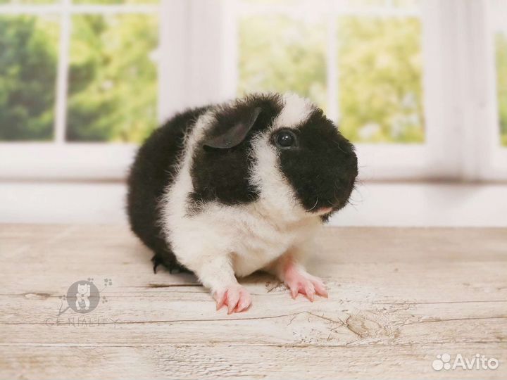 Морская свинка американский тедди