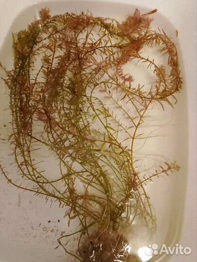 Аквариумное растение