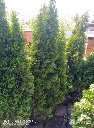 Туя смарагд