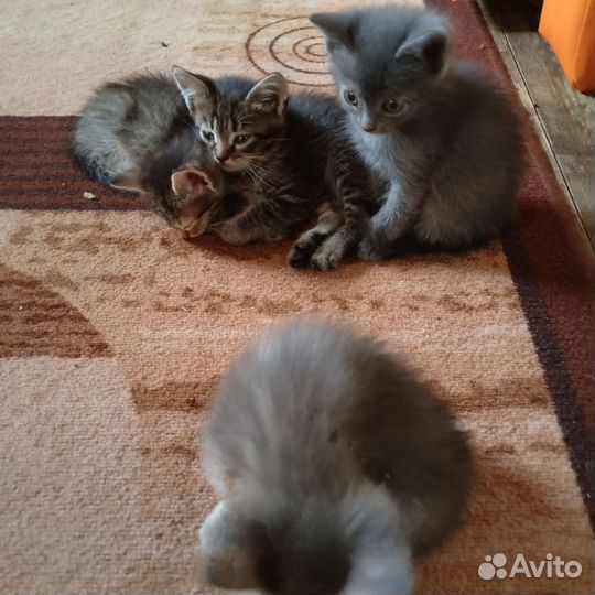 Шотландская