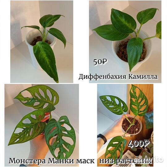 Комнатные растения #2