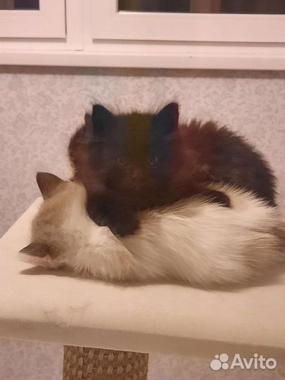 Котенок