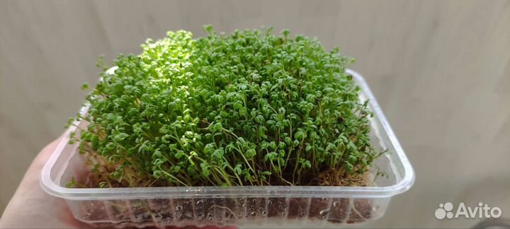 Семена микрозелени,наборы для выращивания дома