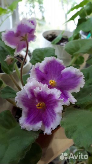 Фиалки, колерия