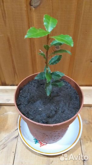 Лавр Благородный