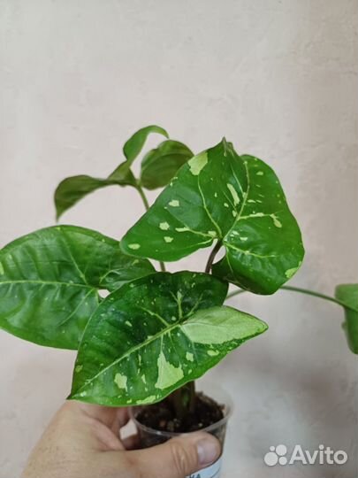 Сингониумы