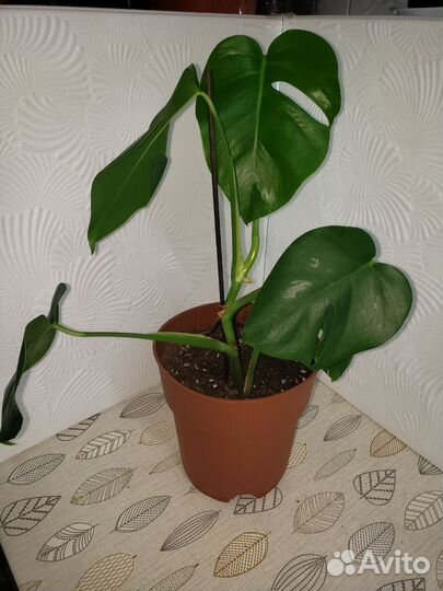 Монстера деликатесная