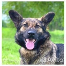 Маленькая собака из приюта в дар