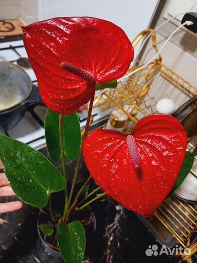 Комнатные растения цветы