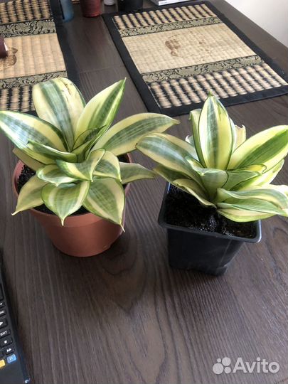 Сансевиерия