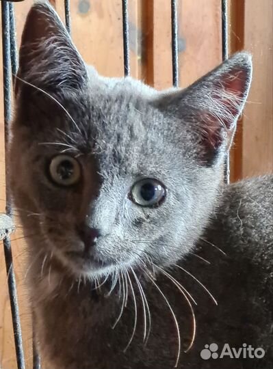 Голубой котик