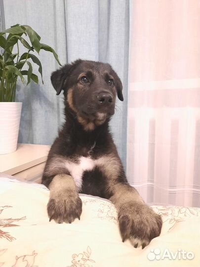 Собаки бесплатно