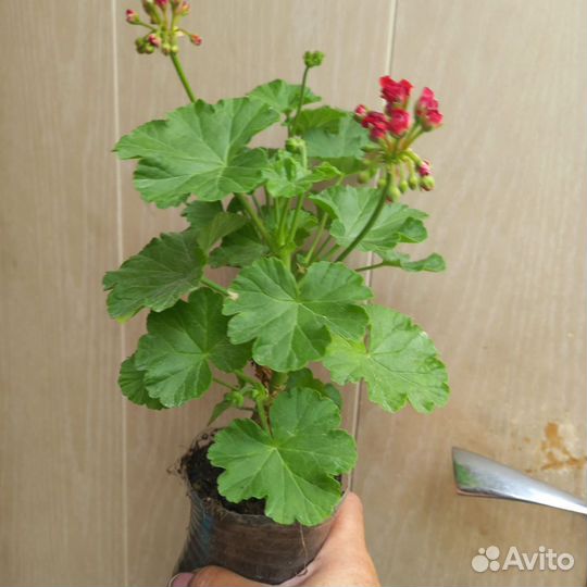 Герань сортовая