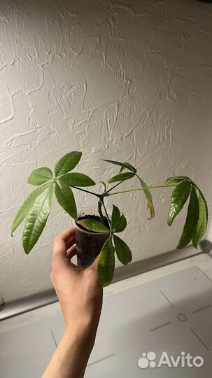 Сциндапсус, ктенанта, пахира, алоказия, сингониум