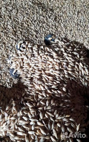 Фуражная кукуруза, Ячмень яровой на корм