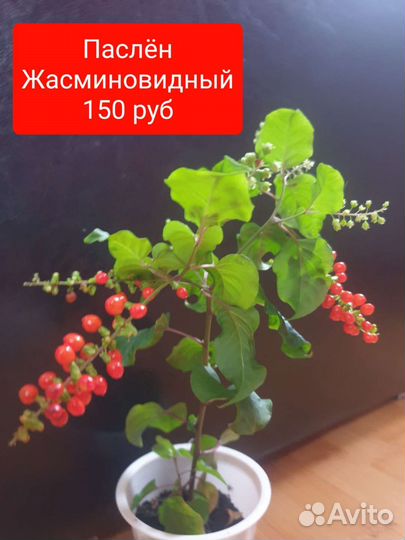 Фикус и другие растения