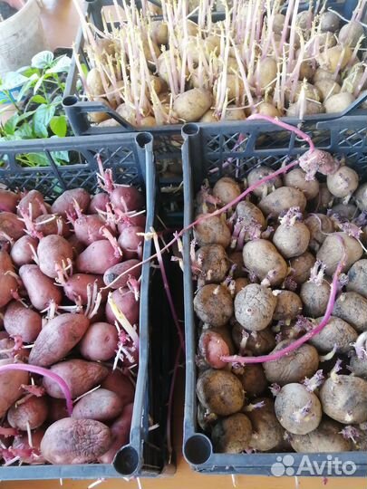 Семенной картофель