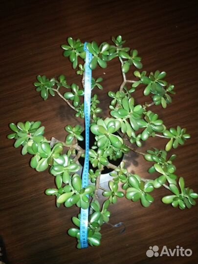 Денежное дерево