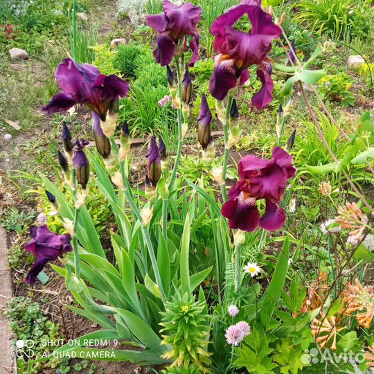 Ирис баклажан цвета