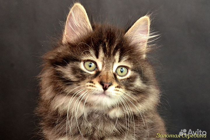 Делимся с вами счастьем