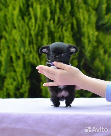 Чихуахуа девочка дш мини